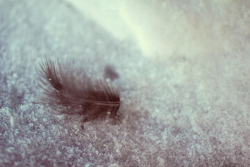 a soft feather on cold ice