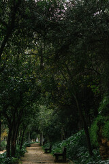 Forest road