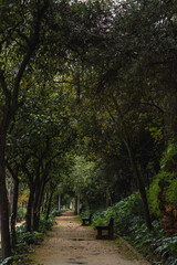 Forest road