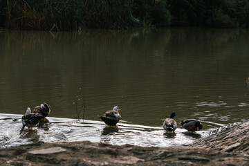 Ducks