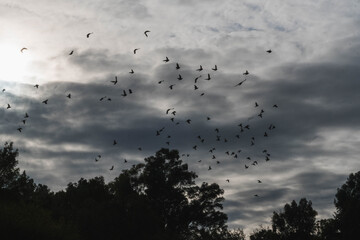 Birds flying