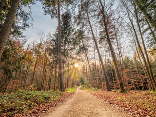 Autumn Bavarian Forest path during sunset phase 