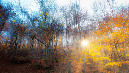 Shiny autumn forest in the morning.
