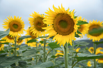 Field of Blooming Sunflower