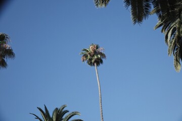 Los Angeles Palm Tree