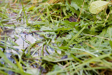 Green grass leaves in a puddle close up
