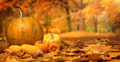 Naklejka na ściany i meble pumpkins on autumn leaves with corn cobs. 