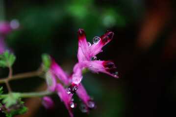 Close-up of a purple flower with water drops