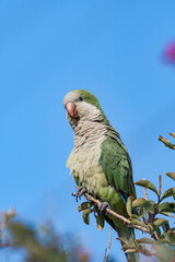 Monk Parakeet (Myiopsitta monachus) in park, Buenos Aires, Argentina