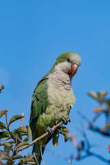 Monk Parakeet (Myiopsitta monachus) in park, Buenos Aires, Argentina