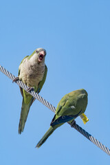 Monk Parakeet (Myiopsitta monachus) in park, Buenos Aires, Argentina