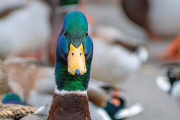 Detail portrait of male mallard duck enjoying a sunny day	