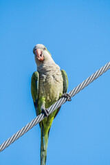 Monk Parakeet (Myiopsitta monachus) in park, Buenos Aires, Argentina