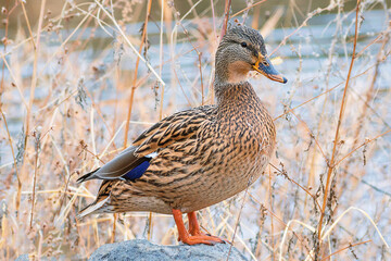 Detail portrait of a female mallard duck enjoying a sunny day	