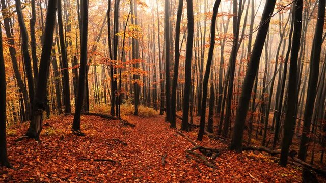 View of a magical autumn in the forest
