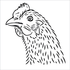 hen. portrait, animal head. chicken, rooster. pet, livestock. rustic packaging design. organic food, natural products, eco. black and white drawing of a chicken on a white background. circuit. vector 