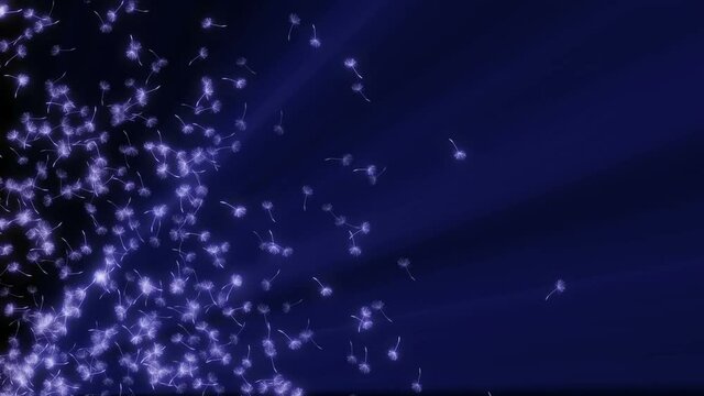 dandelion seed fly in space