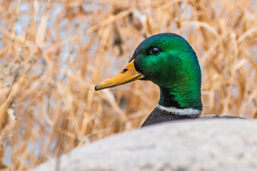 Detail portrait of male mallard duck enjoying a sunny day	