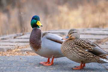 Male and female mallards are playing in a sunny day