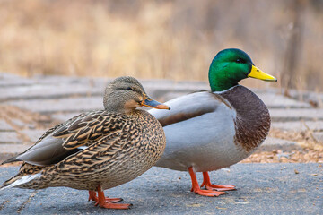 Male and female mallards are playing in a sunny day