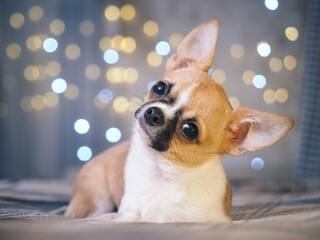 Emotional portrait of a Chihuahua dog