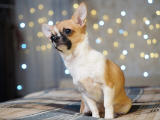 Emotional portrait of a Chihuahua dog