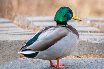 Detail portrait of male mallard duck enjoying a sunny day	