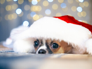 A small dog sleeps in a huge Santa hat