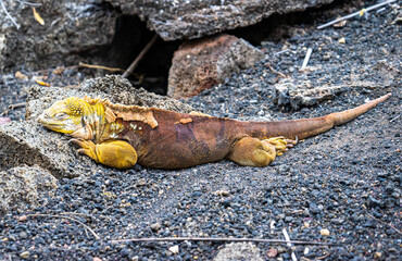 Ecuador. Galapagos. Wild living Iguanas on the San Cristobal Island	
