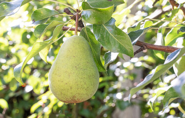 big green pear fruits in the garden