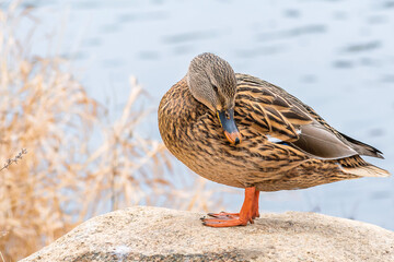 Detail portrait of a female mallard duck enjoying a sunny day	