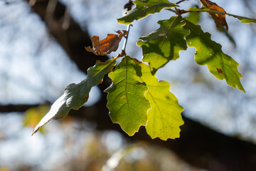 autumn leaves in the sun