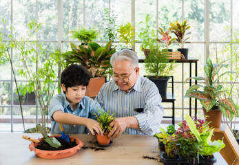 Happy grandfather is teaching how to plants for grandson in greenhouse garden at home. Asian handsome child boy and senior man sitting with planting flower on table indoors.