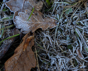 frost on leaf