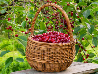 A basket of sour cherries on a wooden ladder in the garden