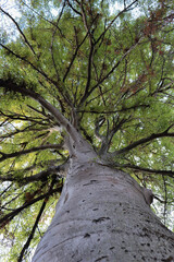 Fototapeta premium trees in the forest