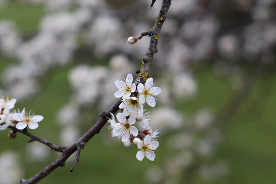 blooming tree