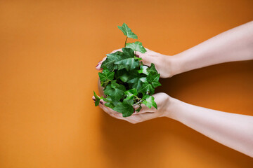 well-groomed green indoor plant ivy in caring female hands on an orange-brown background, top view