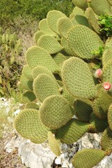 Kaktus 