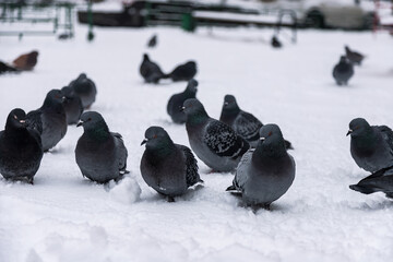 In winter, pigeons sit in the snow. The birds were cold and hungry.