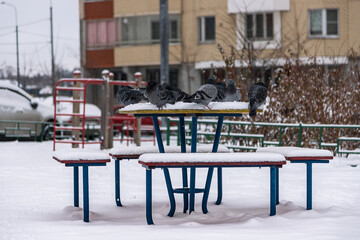 In winter, pigeons sit in the snow. The birds were cold and hungry.