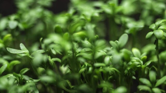 growing plants timelapse. microgreens growing, urban farming and organic farming concept. sprouts germination, agriculture. grow microgreens from seed at home. growing salad greens in vegetable garden