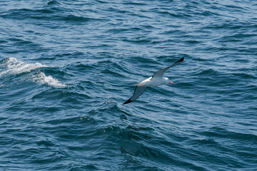 Fototapeta premium Wandering Albatross (Diomedea exulans) in South Atlantic Ocean, Southern Ocean, Antarctica