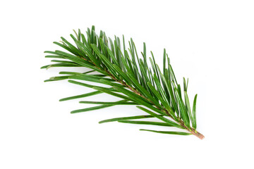Small cute twig of Nordmann Fir Christmas Tree. Green spruce or pine branch close up on light gray banner size background.