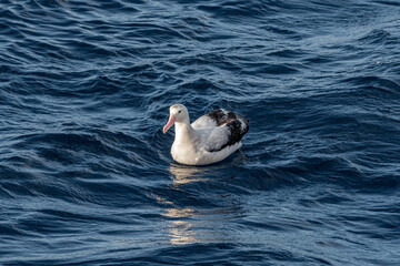 Wandering Albatross (Diomedea exulans) in South Atlantic Ocean, Southern Ocean, Antarctica