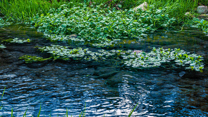 the mountain river calavon