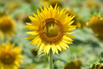 sunflower in the field