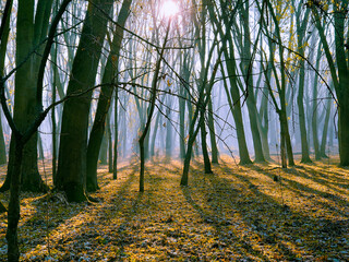 Sunny morning in the forest with fog. Fairy woods. Beautiful nature.