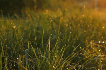 Green bright grass in the morning on the meadow after the rain