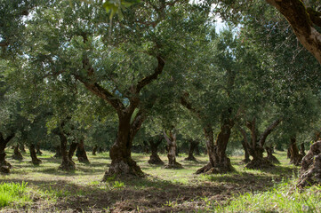 Olive trees in Calabria, Italy